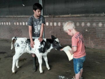 Verzorgen_kalfje_op_de_boerderij de Regenboog