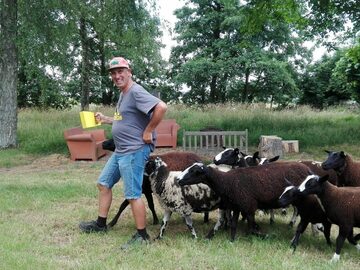 Foto_schaap noot mies